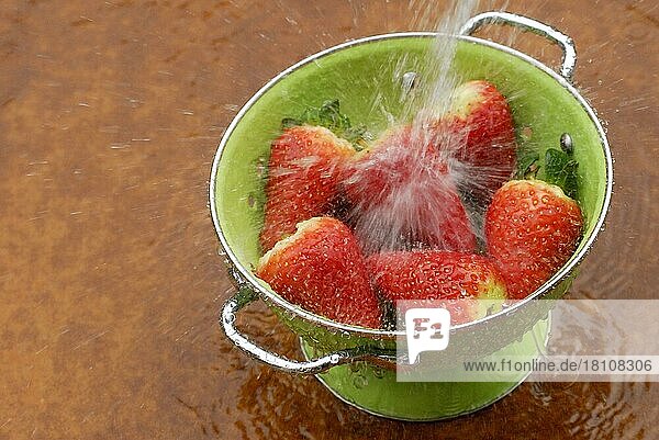 Waschen von Erdbeeren in Waschsieb (Fragaria x ananassa)  Erdbeere  Sieb  Durchschlag