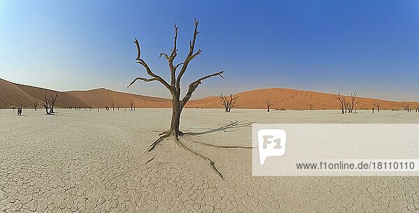 Toter Baum  Deadvlei  Sossusvlei-Gebiet  Namibia  Afrika