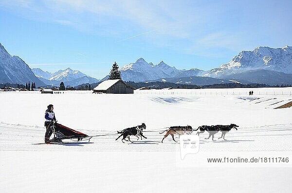Dog sled race  sled dog races  Alps  Isar valley  Bavaria
