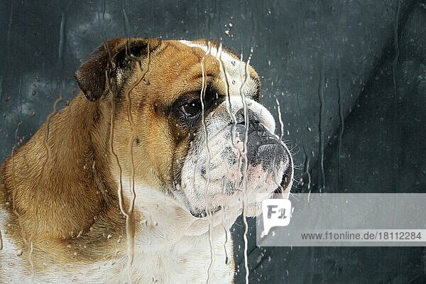 Englische Bulldogge hinter Fensterscheibe  bei Regen  Scheibe  Glasscheibe