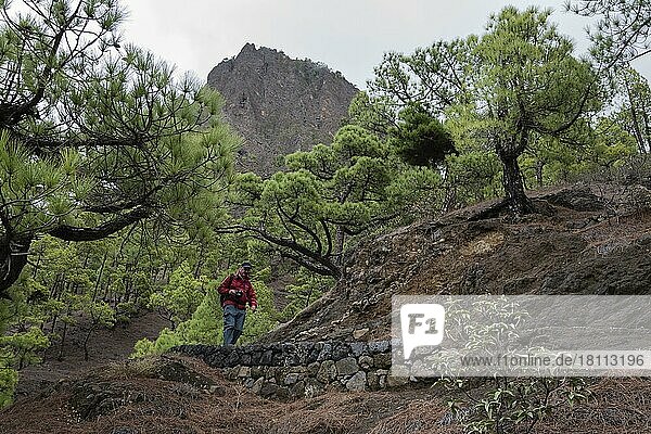 Canary Island pine (Pinus canariensis) Parque Nacional de la Caldera de Taburiente  El Paso  La Palma  Spain  Europe