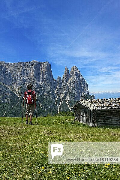 Alpine pasture on the Alpe di Siusi with Sciliar  Dolomites  Trentino South Tyrol  Italy  Europe