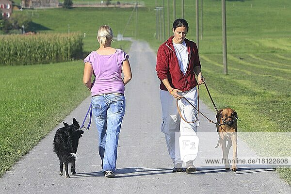 Dog training  woman with Border Collie and Rhodesian Ridgeback  leash walking  footwork  Halty  heel  leash  Halti  Gentle Leader