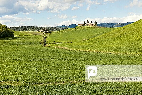 Grashügel  Crete Senesi  Siena  Toscana  Toskana  Italien  Europa