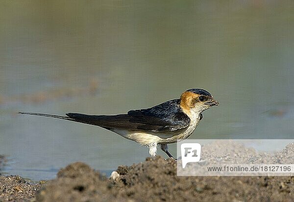 Red rumped swallow collecting nesting material  Red-rumped (Hirundo daurica) Swallow  swallow  swallows  lateral  Greece  Europe