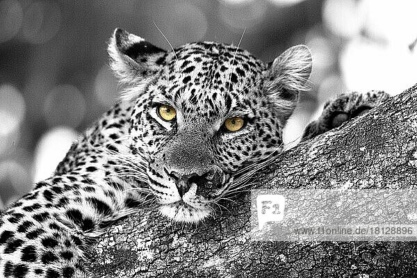 Verletzter Leopard (Panthera pardus) auf einem Baum  schaut direkt in die Kamera  schwarz-weiß bis auf die goldenen Augen  Botswana  Afrika