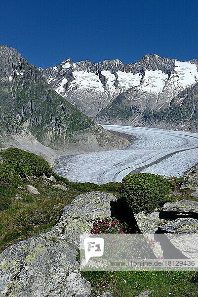 Great Aletsch Glacier  Rusty-leaved alpenrose (Rhododendron hirsutum)  Canton Valais  Switzerland  Europe