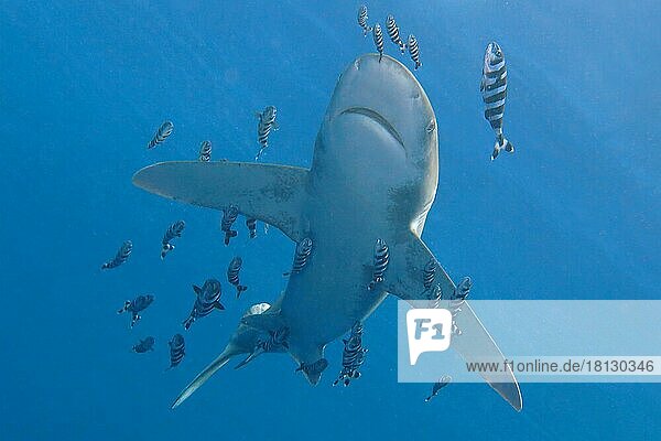 Oceanic whitetip shark (Carcharhinus longimanus)  Brother Islands  Red Sea  Egypt  Africa