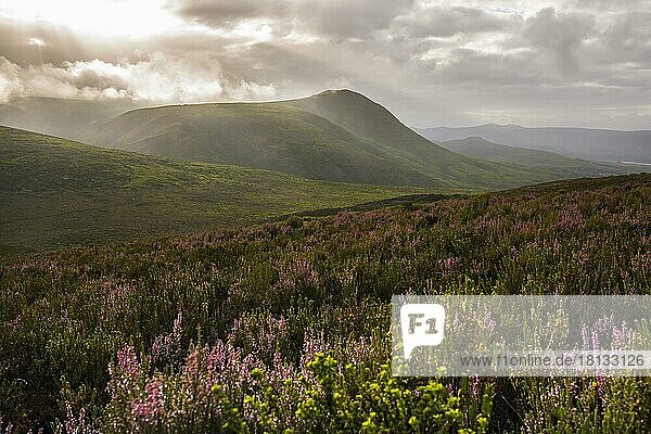 Fynbos  Heidelandschaft in der Walkerbay mit dramatischer Wolkenstimmung  Grootbos  Gansbay  Westkap  Südafrika