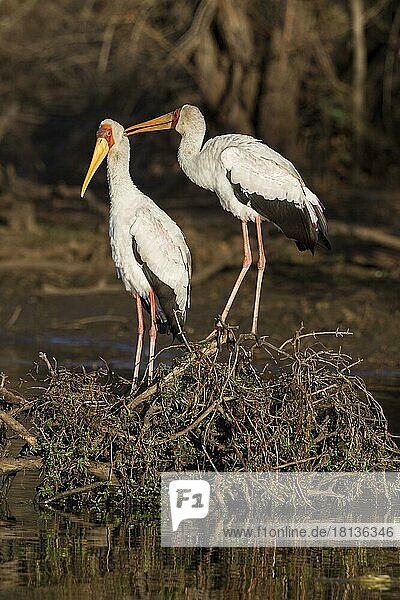 Afrikanische Nimmersatte (Mycteria ibis) Krüger Nationalpark  Südafrika