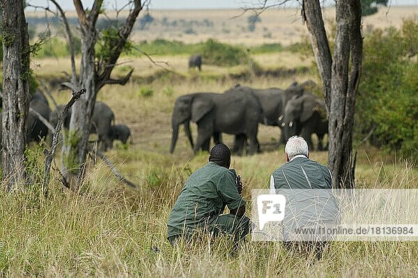 Safari-Tourist und Ranger beobachten Elefanten  Serengeti (Loxodonta africana)  nischer Elefant  Tansania  Afrika