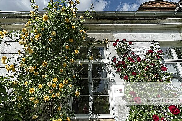 Blühende Rosen an einem Gutshaus  Othenstorf  Mecklenburg-Vorpommernm  Deutschland  Europa