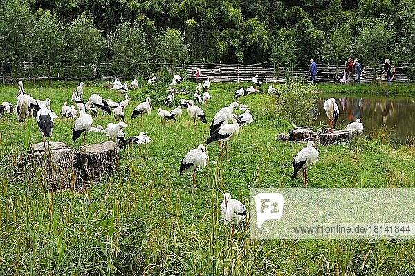 White Storks (Ciconia ciconia)  nature zoo  Rheine  Lower Saxony  Germany  Europe