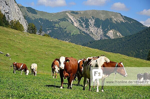 Alpine meadow  pasture  cows  Tyrol  Austria  Europe