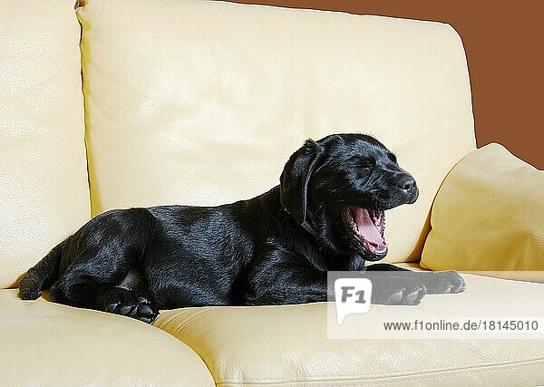 Labrador-Retriever  Welpe  schwarz  auf Couch  Sofa