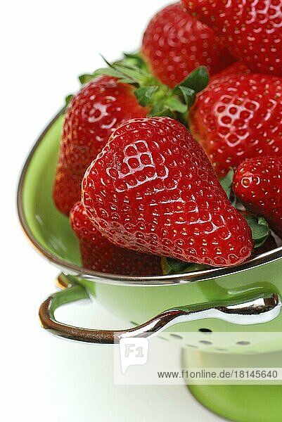 Erdbeeren in Waschsieb (Fragaria x ananassa)  Erdbeere  Sieb  Durchschlag