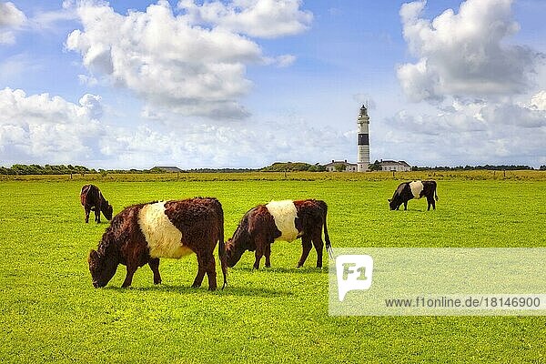 Belted Galloways  Lighthouse  Kampen  Sylt  North Frisia  Schleswig-Holstein  Cow  Cows  Germany  Europe