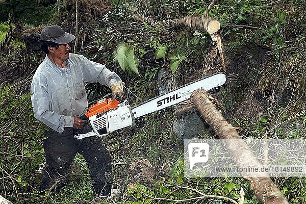 Mann fällt Bäume im Nebelwald  Provinz Imbabura  Ekuador  Kettensäge  Säge