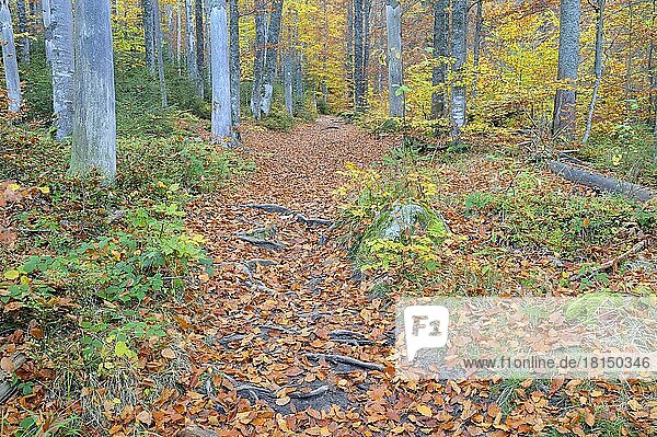 Buchenwald im Herbst am Bachlauf der Kleinen Ohe  Oktober  Waldhäuser  Nationalpark Bayerischer Wald  Bayern  Deutschland  Europa