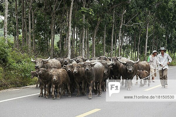 Shepherd drives water (Bubalus arnee) buffaloes on road  Ca Na  Vietnam  Asia