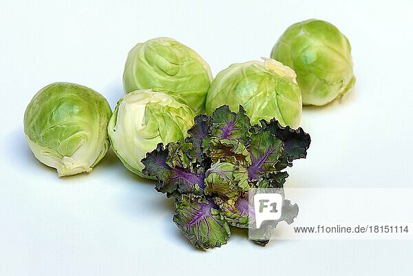 Flower Sprouts und Rosenkohl, Kohlröschen, Blumensprossen, Kreuzung aus ...