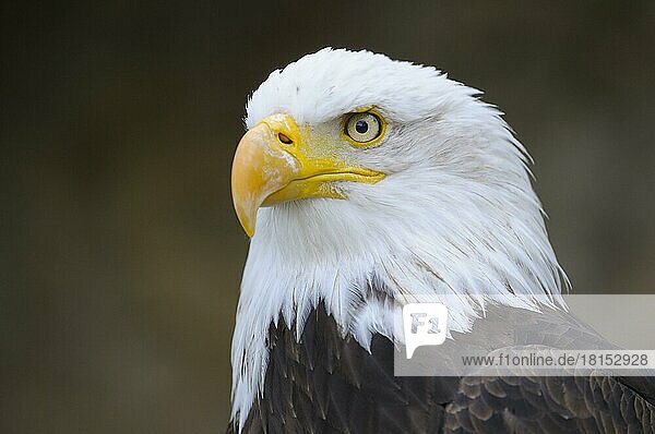 Weißkopfseeadler  Altvogel  rufend  Portrait  April  Heimat  USA  Nordamerika