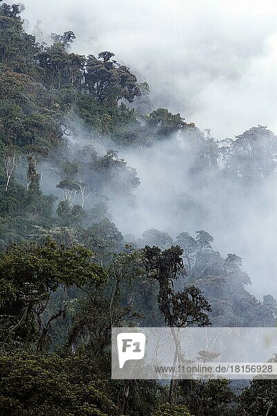 Cloud Forest  Cotacachi Cayapas Ecological Reserve  Imbabura Province  Ecuador  South America