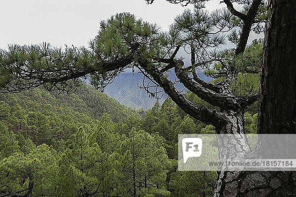 Kanarische Kiefer (Pinus canariensis)  Parque Nacional de la Caldera de Taburiente  El Paso  La Palma  Spanien  Europa