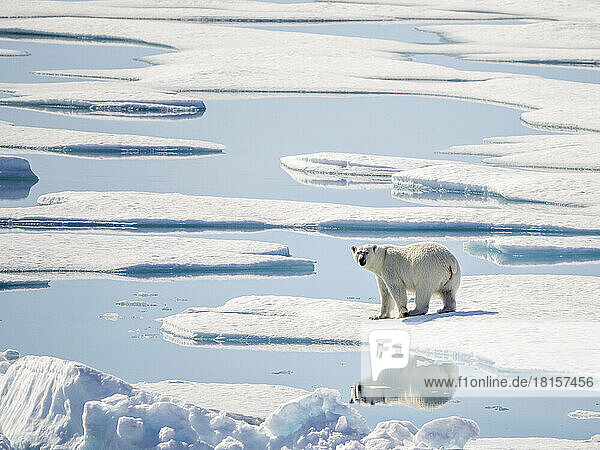Ausgewachsener Eisbär (Ursus maritimus) im 10/10tel Packeis im McClintock-Kanal  Nordwestpassage  Nunavut  Kanada  Nordamerika
