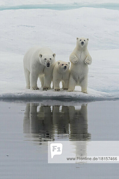 Eisbär (Ursus maritimus)  Mutter und zwei Jungtiere auf einer Eisscholle im Nebel in der Davis Strait  Nunavut  Kanada  Nordamerika