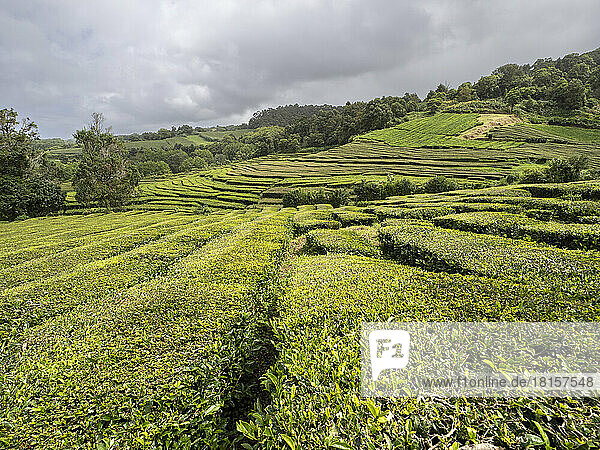 Verschlungene Teesträucher in der Teeplantage von Cha Gorreana  Azoren  Portugal  Atlantik
