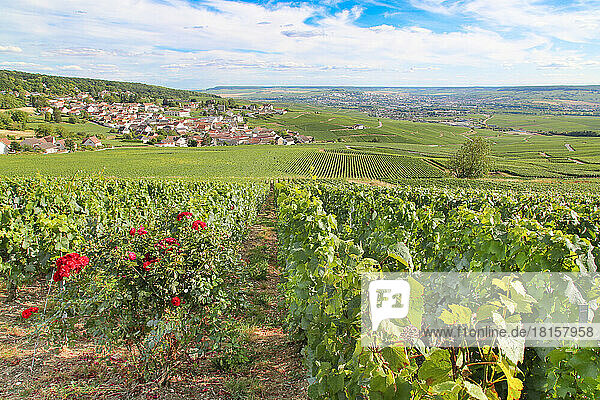 Weinberg mit Trauben für die Champagne  in der Nähe von Epernay  Marne  Frankreich  Europa