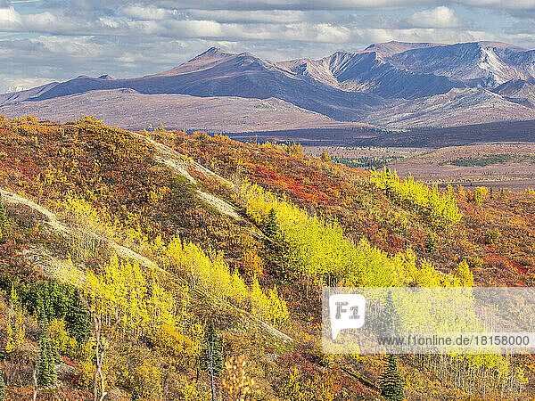 Herbstfarbenwechsel unter den Bäumen und Sträuchern im Denali National Park  Alaska  Vereinigte Staaten von Amerika  Nordamerika