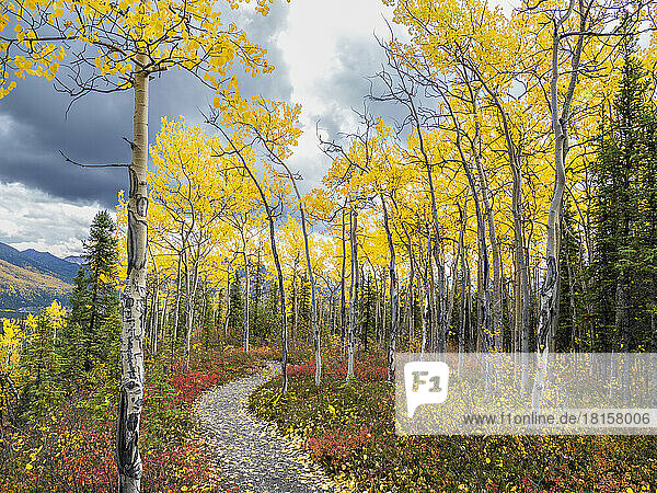 Herbstfarbenwechsel unter den Bäumen und Sträuchern auf dem Rock Creek Trail im Denali National Park  Alaska  Vereinigte Staaten von Amerika  Nordamerika