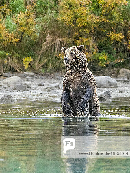Braunbärenmutter (Ursus arctos) stehend und nach Lachsen suchend  Lake Clark National Park and Preserve  Alaska  Vereinigte Staaten von Amerika  Nordamerika