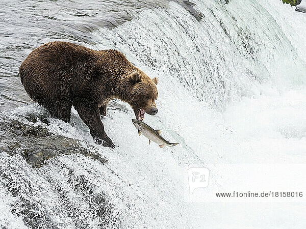 Ein erwachsener Braunbär (Ursus arctos) beim Lachsfang an den Brooks Falls  Katmai National Park and Preserve  Alaska  Vereinigte Staaten von Amerika  Nordamerika