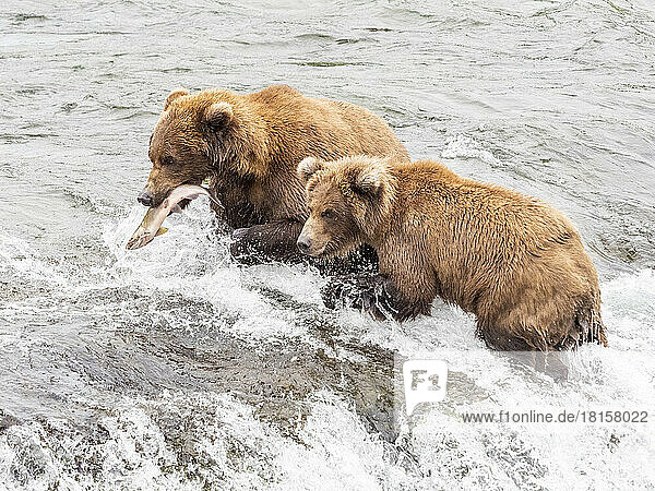 Eine Mutter und ihr Junges (Ursus arctos) beim Lachsfang an den Brooks Falls  Katmai National Park and Preserve  Alaska  Vereinigte Staaten von Amerika  Nordamerika