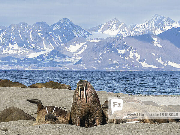 Ausgewachsene männliche Walrosse (Odobenus rosmarus) am Strand von Poolepynten  Svalbard  Norwegen  Europa