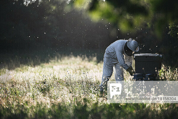 Seitenansicht eines Imkers bei der Arbeit mit Bienenstöcken.