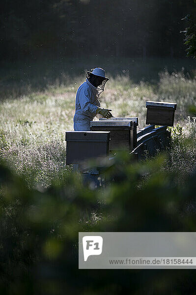 Seitenansicht eines Imkers bei der Arbeit mit Bienenstöcken.