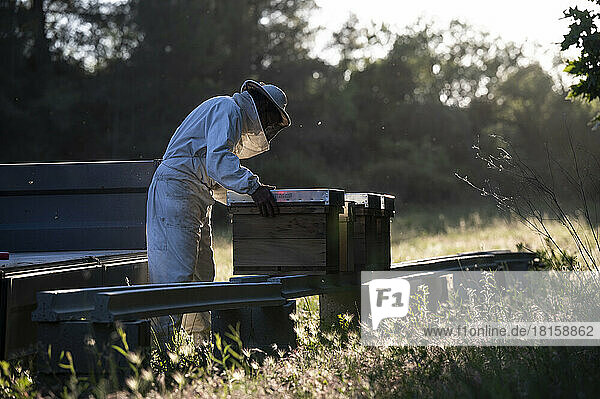 Imker stellt Bienenstöcke an einem neuen Standort auf.