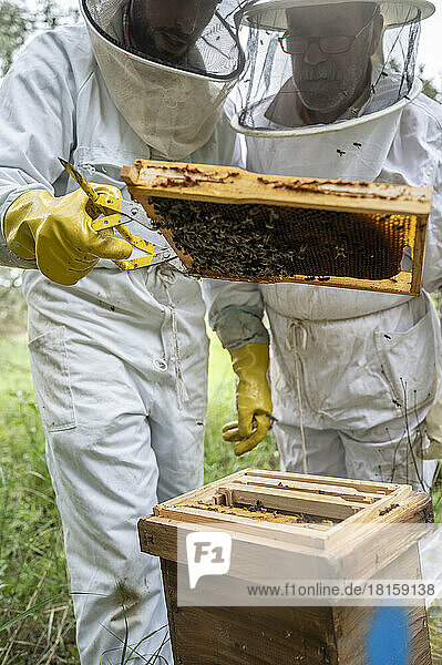 Zwei Imker kontrollieren einen Bienenstock voller Bienen.
