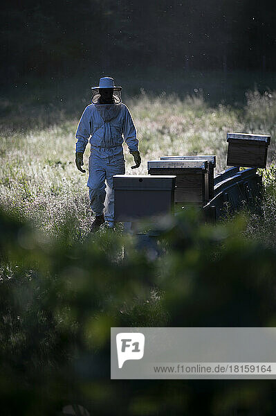 Silhouette eines Imkers bei der Arbeit mit Bienenstöcken.
