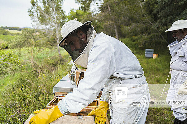 Zwei Imker bei der Arbeit mit Bienenstöcken.