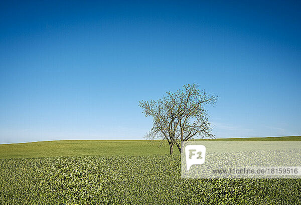 Two lone trees in a farm field of green with blue sky  Kentucky