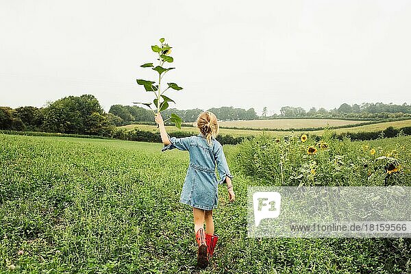 Mädchen geht auf einem Feld und hält eine Sonnenblume in die Höhe