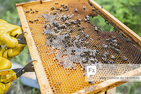 Nahaufnahme eines Bienenstocks  dessen Honig von einem Imker inspiziert wird.