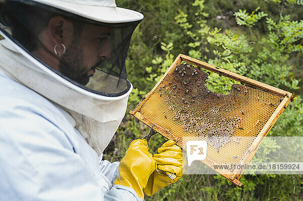 Imker bei der Kontrolle des Bienenstocks für die Honigentnahme.