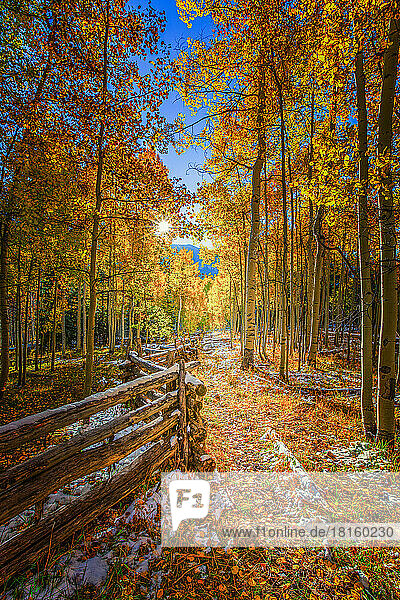 Herbstfarben Espenbäume mit Holzzaun - Silver Jack Reservoir