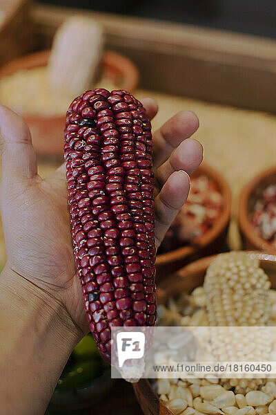 Hand of person holding cob of red Mexican corn